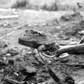 DAWSON CITY : LE TEMPS SUSPENDU Image 3